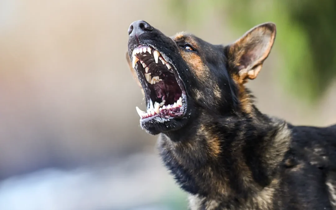 Dog Bite Injuries: Understanding Your Legal Rights and Options